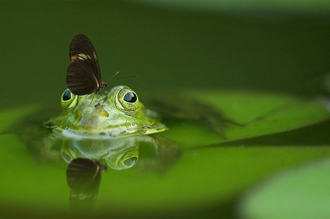 10 Essential Macro Lighting Tips for Every Photographer