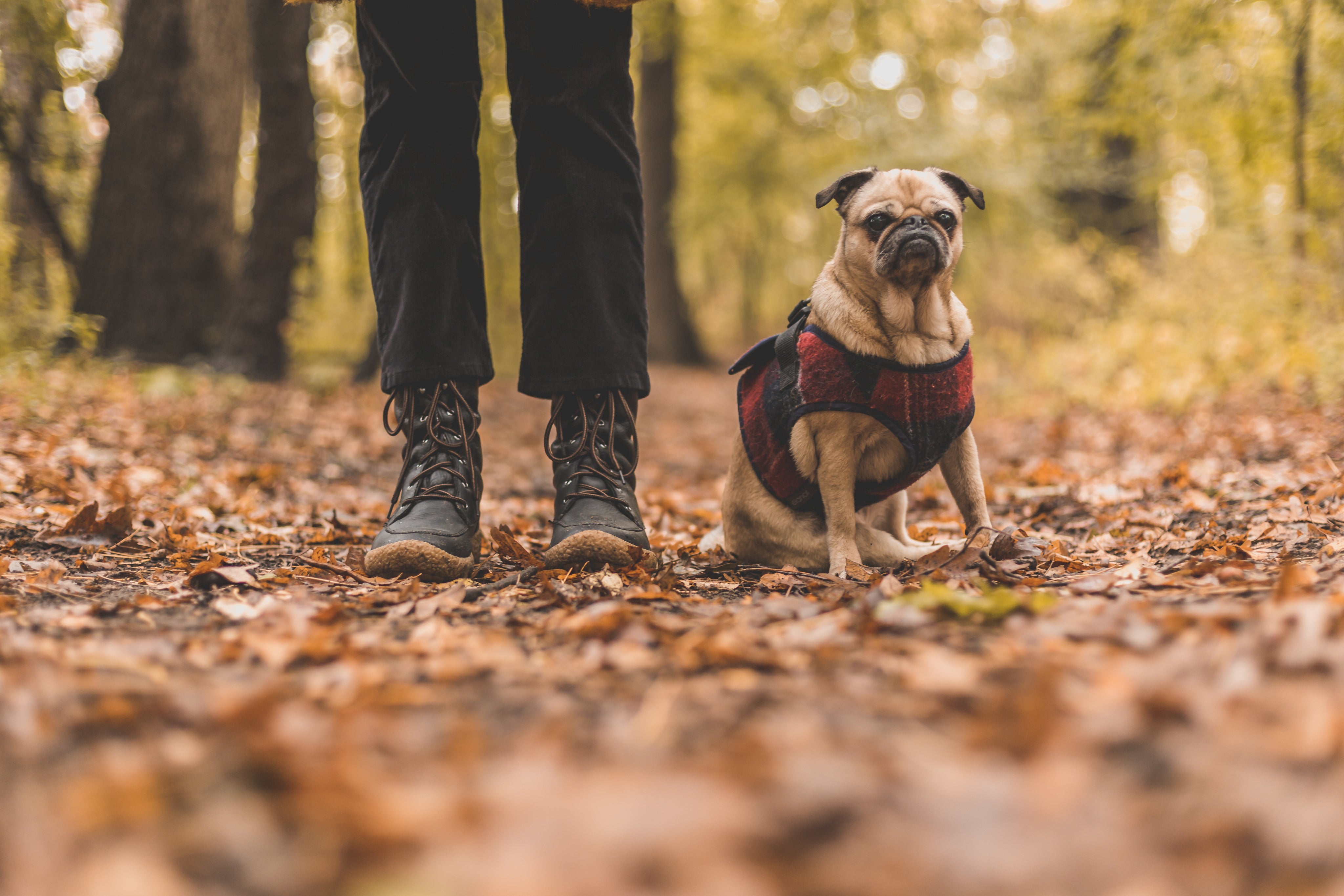 Owner and dog on a fall walk with leaves on the ground, featuring the dog wearing a red plaid sweater.