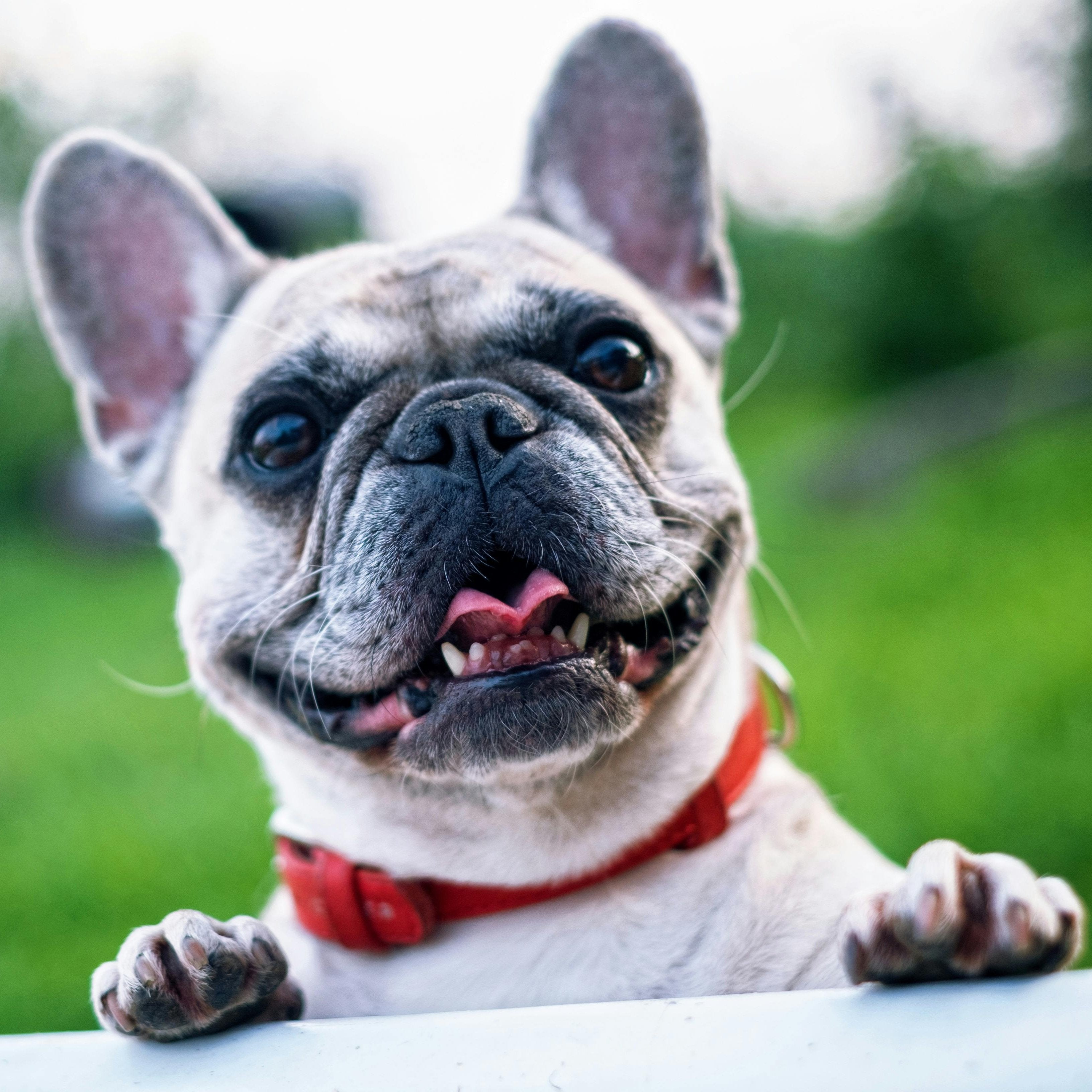 Happy French Bulldog wearing a red collar, smiling and leaning over a fence in a green outdoor setting.