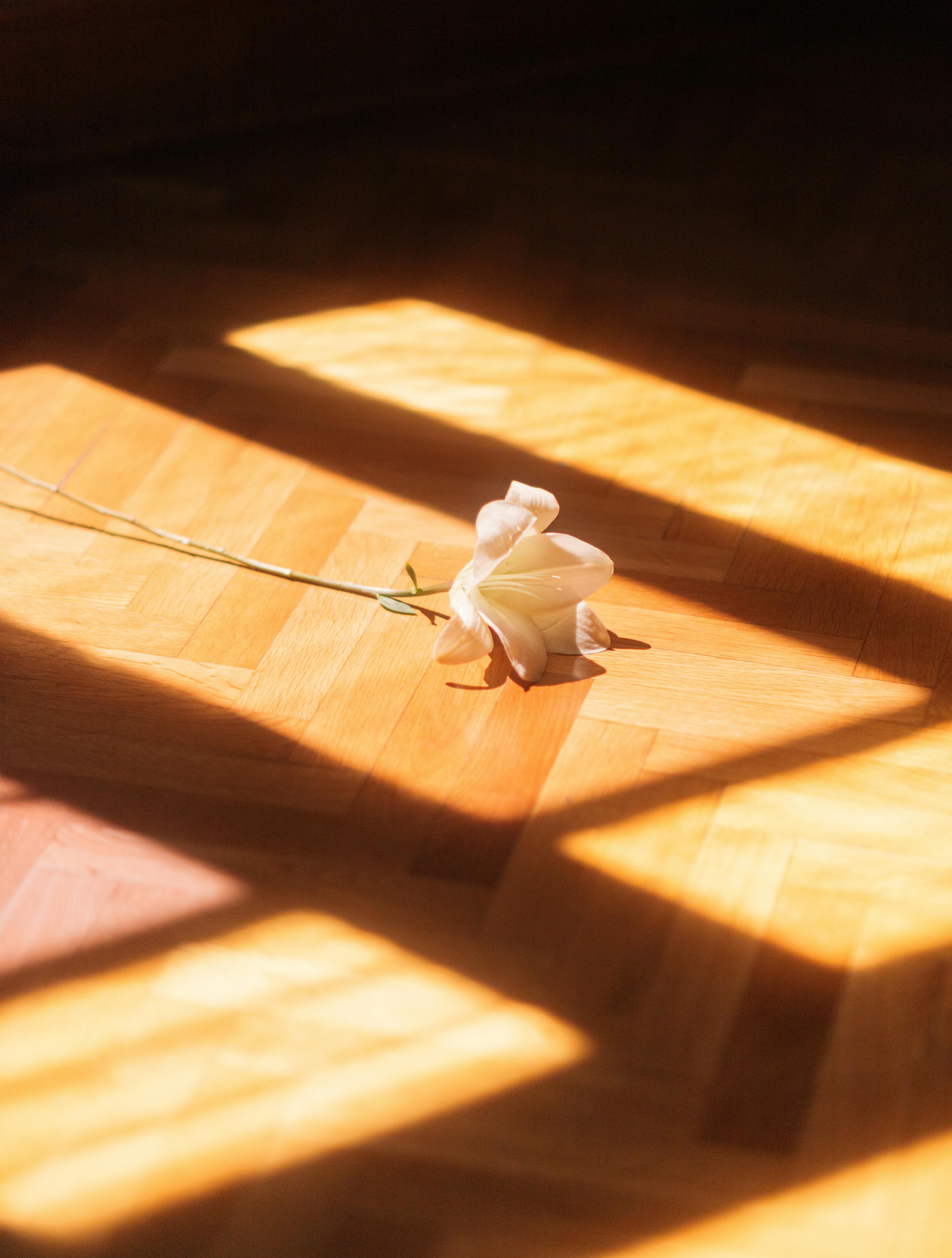 Single white rose lying on a wooden floor, illuminated by soft sunlight streaming through window blinds, casting gentle shadows.